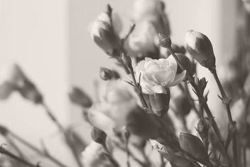 Creamy carnations - image gratuit #300681 