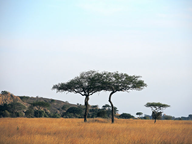 Tanzania (Serengeti National Park) Twin Flat-Top Acacia trees - Kostenloses image #300771