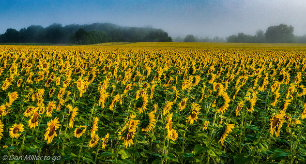 Sunflower Fields - Kostenloses image #300781