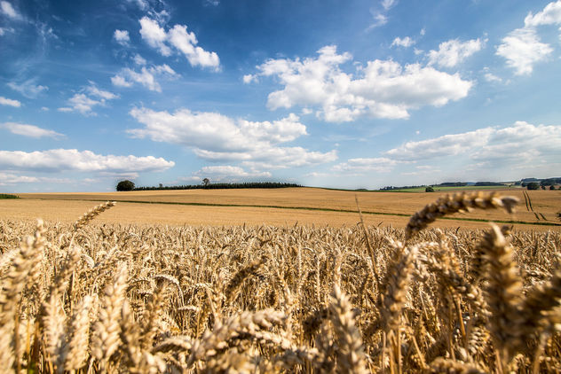 Endless wheat fields - image #300881 gratis