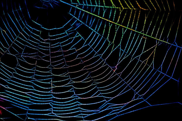 The spider web - Free image #300971