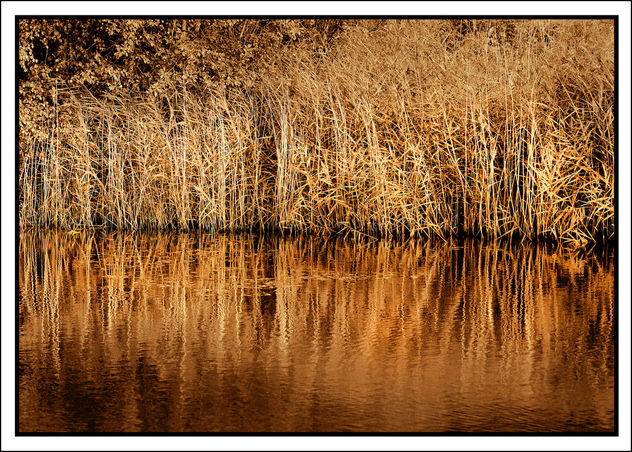 Golden Tones of Autumn - image gratuit #301061 
