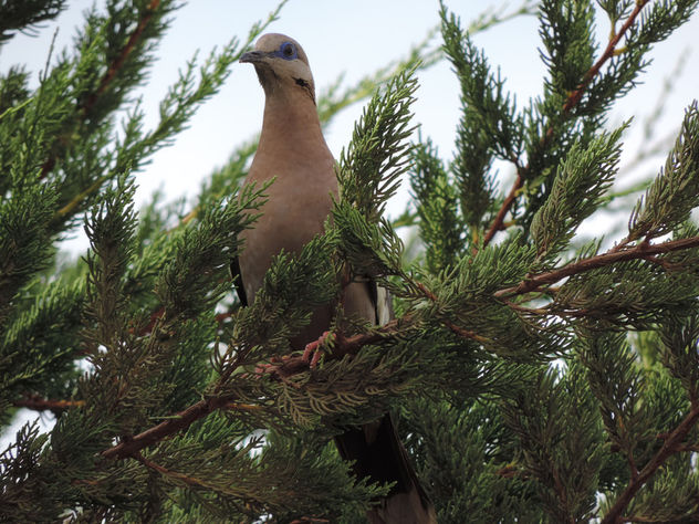 White-winged Dove on a tree - Kostenloses image #301141