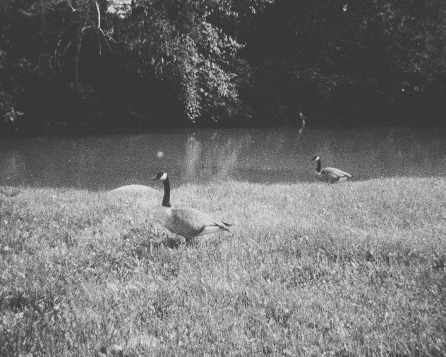 Geese - Kostenloses image #301211