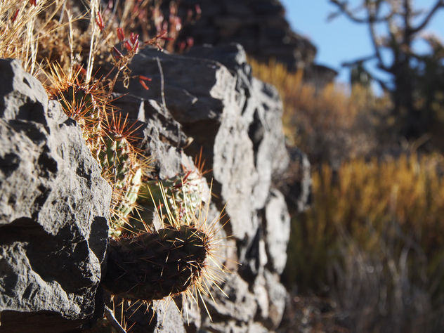 Cactus on rocks - Free image #301231