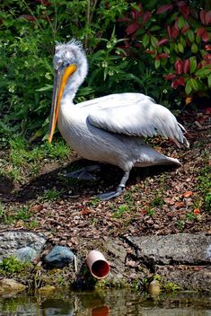American pelican rests - бесплатный image #301621