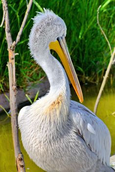 American pelican portrait - Free image #301631