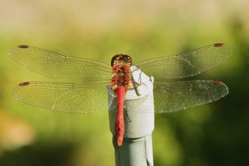 Dragonfly with beautifull wings - бесплатный image #301641