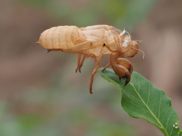 Cicada moulting in the garden - image #301731 gratis