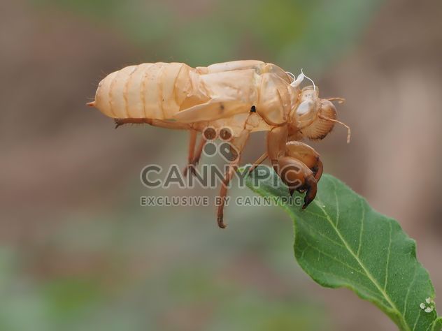 Cicada moulting in the garden - image gratuit #301731 