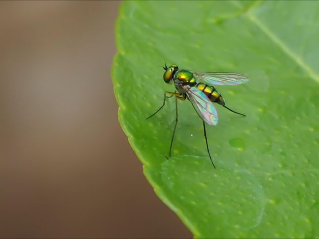 Green fly on a leaf - image #301741 gratis