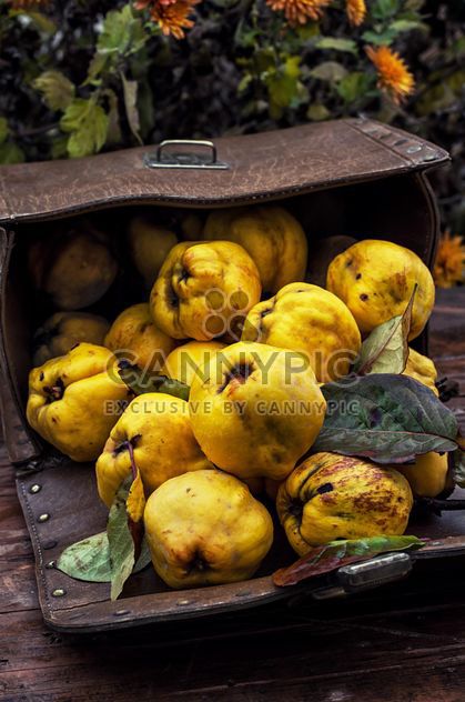 Ripe quinces in handbag - image #302061 gratis