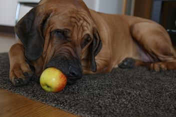 St. Bernard dog with apple - image #303321 gratis