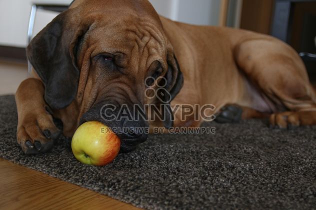 St. Bernard dog with apple - image gratuit #303321 