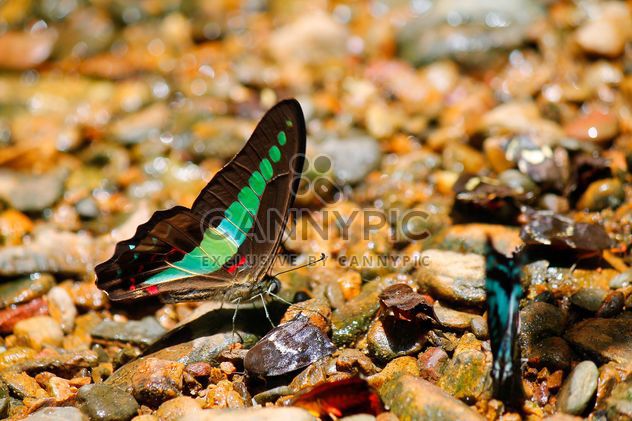 Close-up of butterflies on stones - Free image #303781