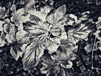 Textured leafs - Free image #303921