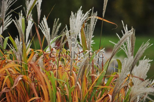 withered grass in focus sunlight - image #303991 gratis