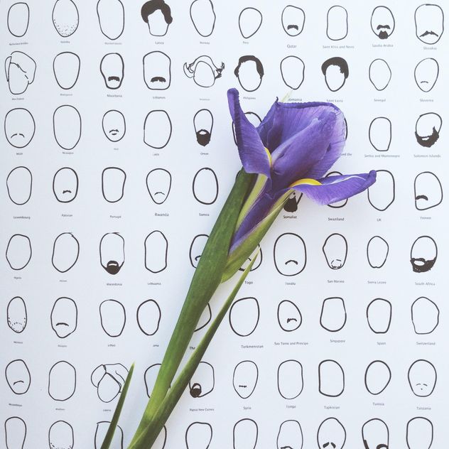 iris flower on white background with doodles - бесплатный image #304121