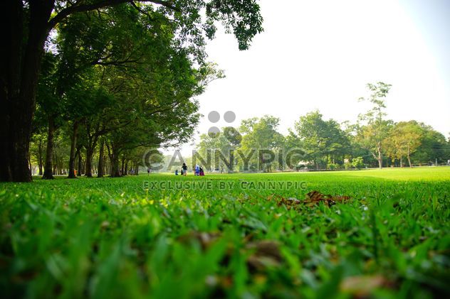 Green grass in Vachira Benjatas - image gratuit #304481 