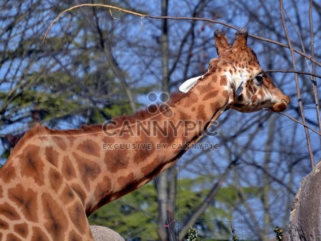 giraffe in park - image #304511 gratis