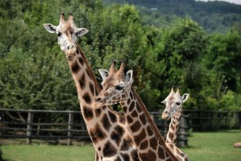 Giraffes in park - Kostenloses image #304551