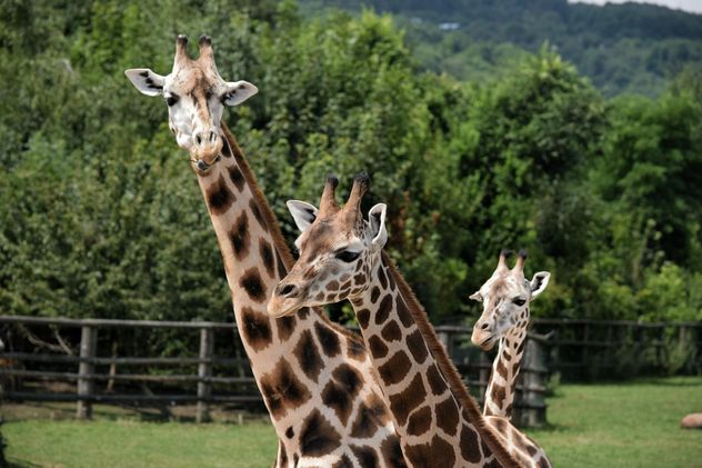 Giraffes in park - image gratuit #304551 