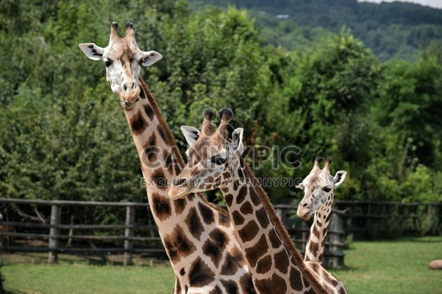 Giraffes in park - Free image #304551