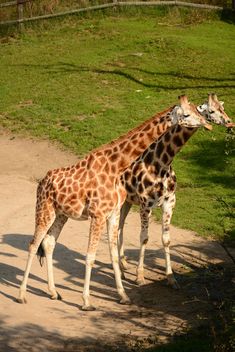 Giraffes in park - Free image #304561