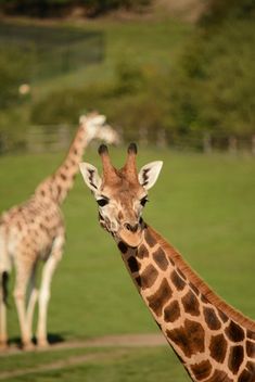 Giraffes in park - Free image #304571