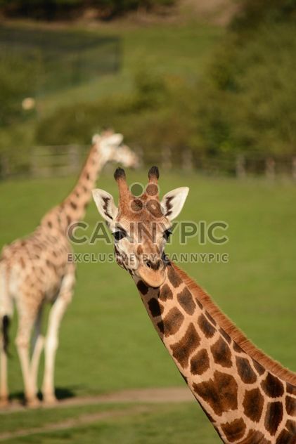 Giraffes in park - image #304571 gratis