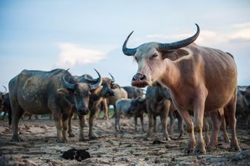 Herd of buffaloes - image #304751 gratis