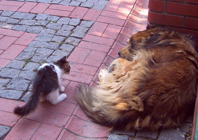 Cat frightened by sleeping dog!! - Kostenloses image #305301
