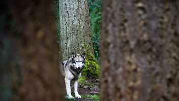 Wolf - image gratuit #306081 