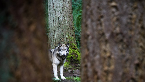 Wolf - image #306081 gratis