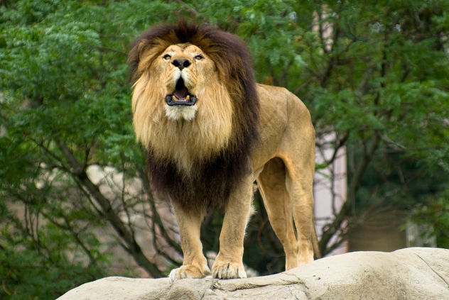 Lion - Kostenloses image #306121