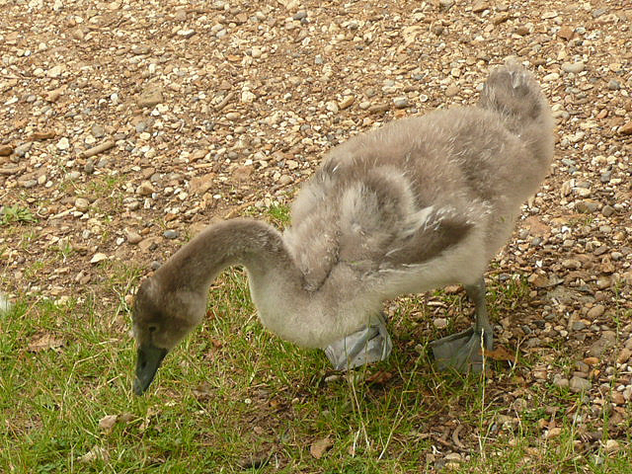 The Ugly Duckling - Free image #306131