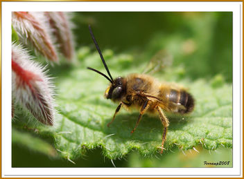 Abeja - abella - bee - apis - image gratuit #306151 