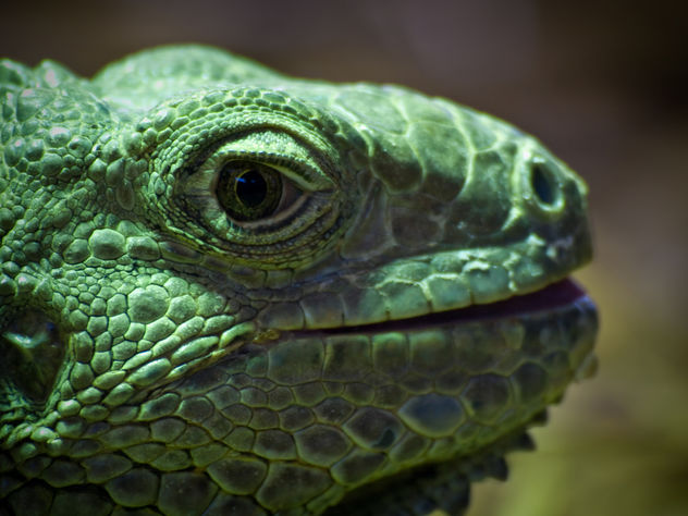 Close-up of Green Iguana - image gratuit #306171 