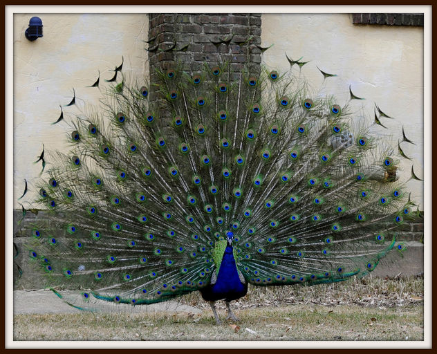 Peacock Plumage (3 of 4) - Kostenloses image #306181