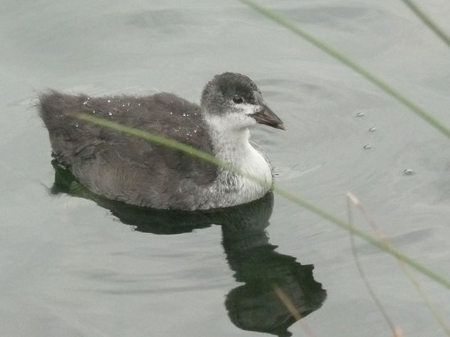 A Young Coot at Richmond Park - Free image #306201