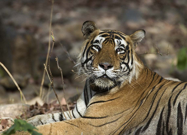 Male Tiger Ranthambhore - Kostenloses image #306211
