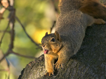 Squirrel Face #1 - Free image #306231