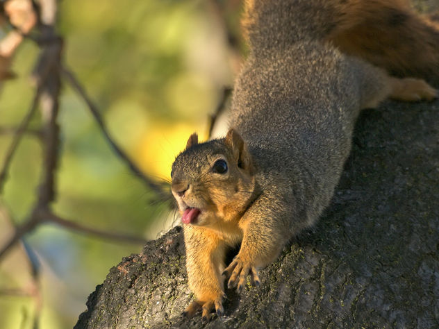 Squirrel Face #1 - Kostenloses image #306231