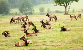 Ever Herd Of Elk? - image #306301 gratis