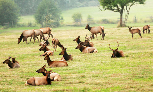 Ever Herd Of Elk? - Free image #306301