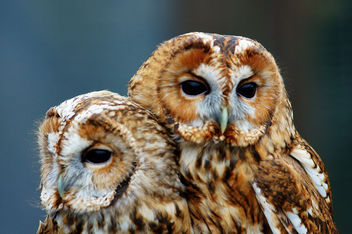 Tawny Owls - image gratuit #306351 
