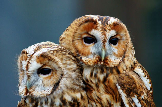 Tawny Owls - image #306351 gratis
