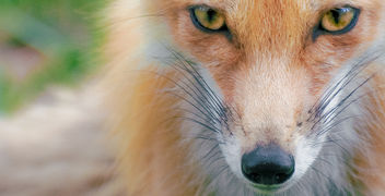 Foxy Eyes - Kostenloses image #306391