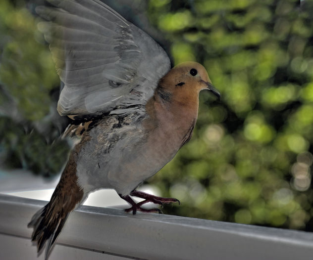 Bird landing on balcony, Barbados - Free image #306431