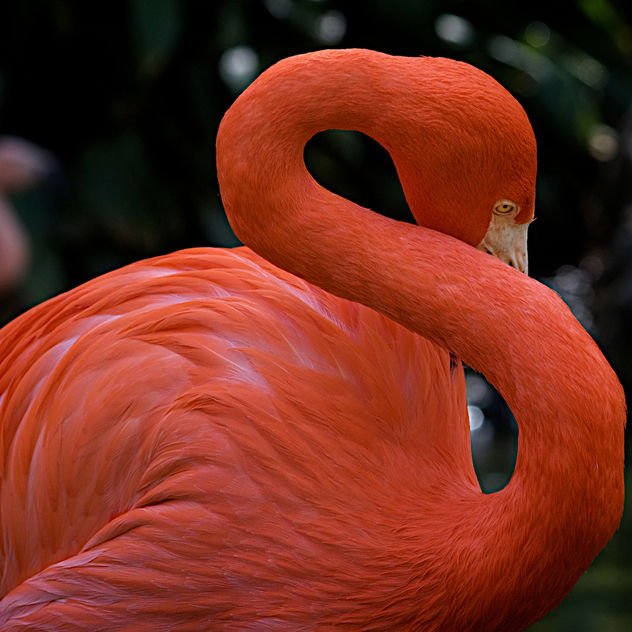 Flamingo 3 - Free image #306441